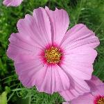 Cosmos