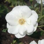 Moonlight Rose