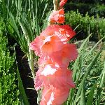 Gladiola