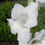 White Gladiola