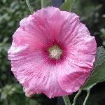 Hollyhock