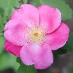 Vanity Rose
