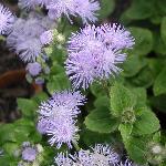 Ageratum