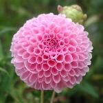 Bette Anne Dahlia