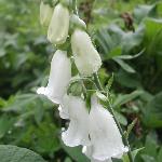 Foxglove