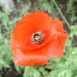 Red Poppy