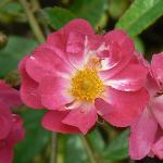 Sweet Briar Belinda