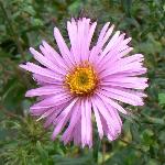 New England Aster