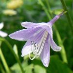 Hosta