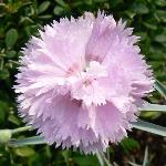Dianthus