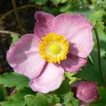 Japanese Anemone