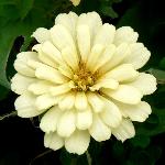 White Zinnia