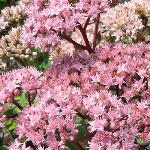 Sedum