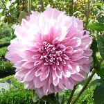 Dahlia