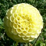 Yellow Gem Dahlia