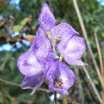 Monkshood