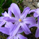 Scilla