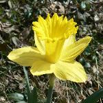Daffodil