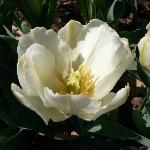 Diana Tulip