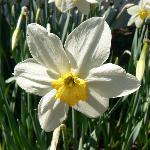 White Lady Daffodil