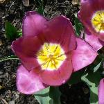 Van der Neer Tulip