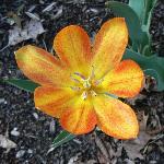 General de Wet Tulip