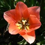 Beauty Queen Tulip