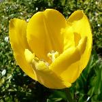 Bellonna Tulip