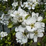Jack Pear Blossom