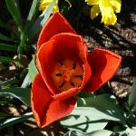 Cardinal Couleur Tulip