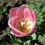 Christmas Dream Tulip