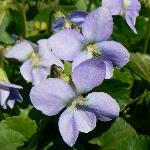 Viola