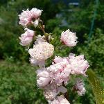Flowering Almond