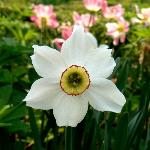 Poet's Narcissus