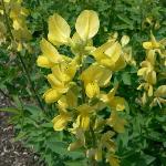 False Lupine
