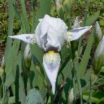 Bearded Iris
