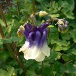 "Grandmother's Garden" Columbine