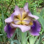 Lent A. Williamson Bearded Iris