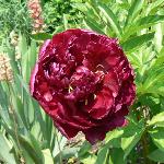 Martin Cahuzac Peony