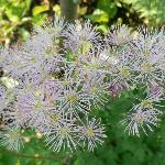 Meadowrue Electra