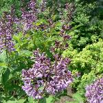Hungarian Lilac