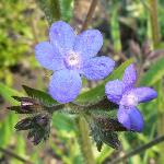 Italian Bugloss