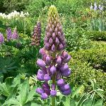 Hybrid Lupine