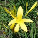 Lemon Day Lily