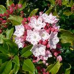 Mountain Laurel