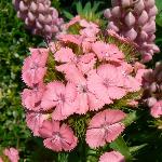 Sweet William