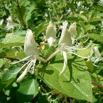 Honeysuckle