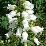 Canterbury Bells