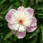 Sorbet Peony