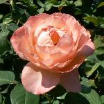 Rembrandt Rose